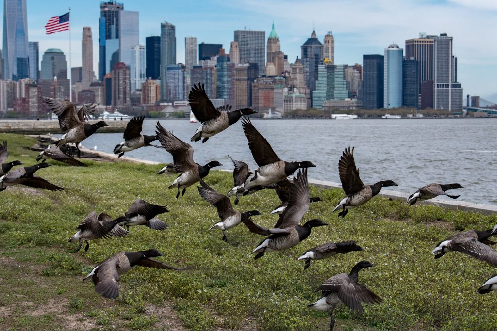 Urban Wildlife: Nature Thriving in Cities